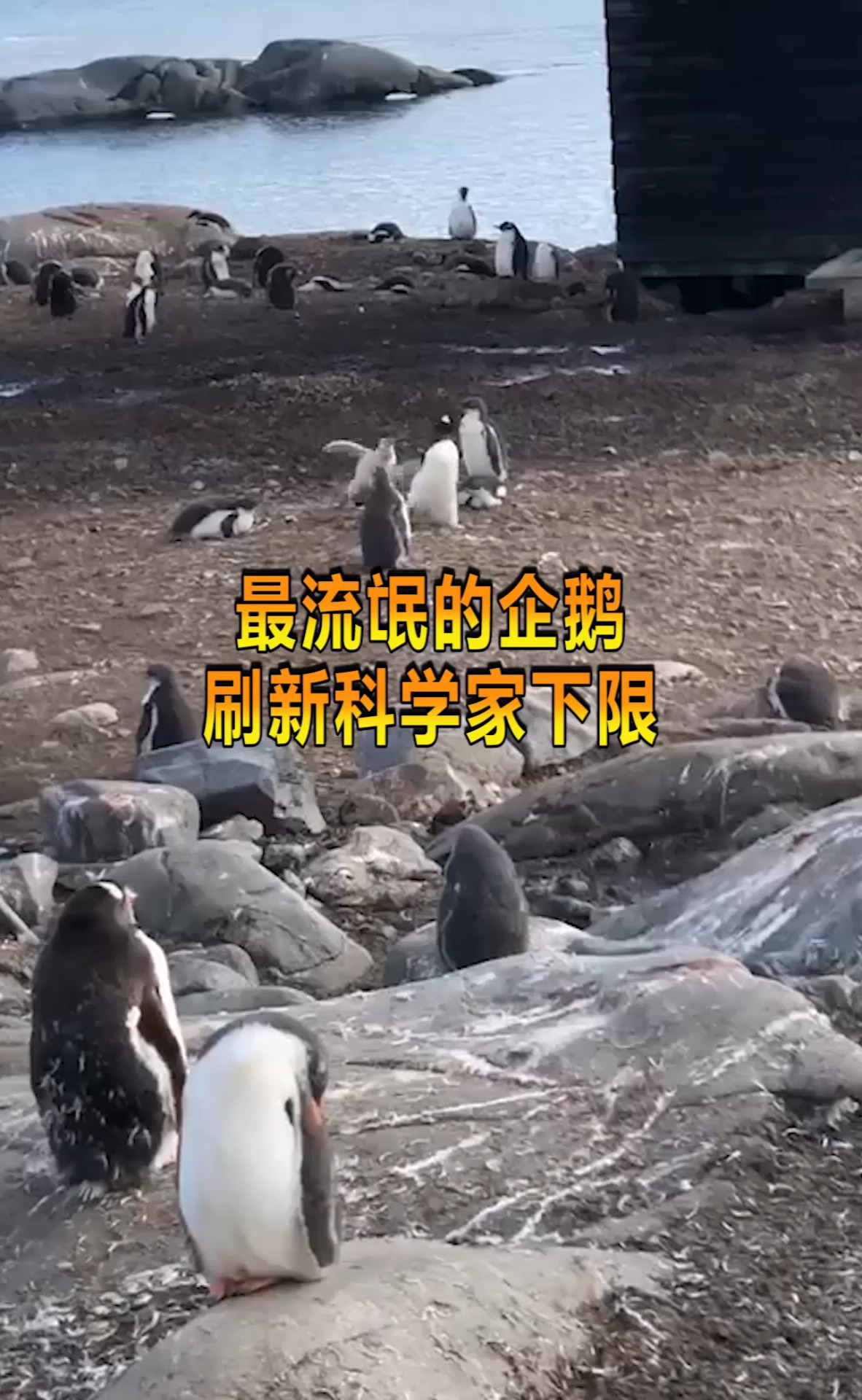 奇趣最流氓的企鹅科学家观察一段时间后竟然崩溃了