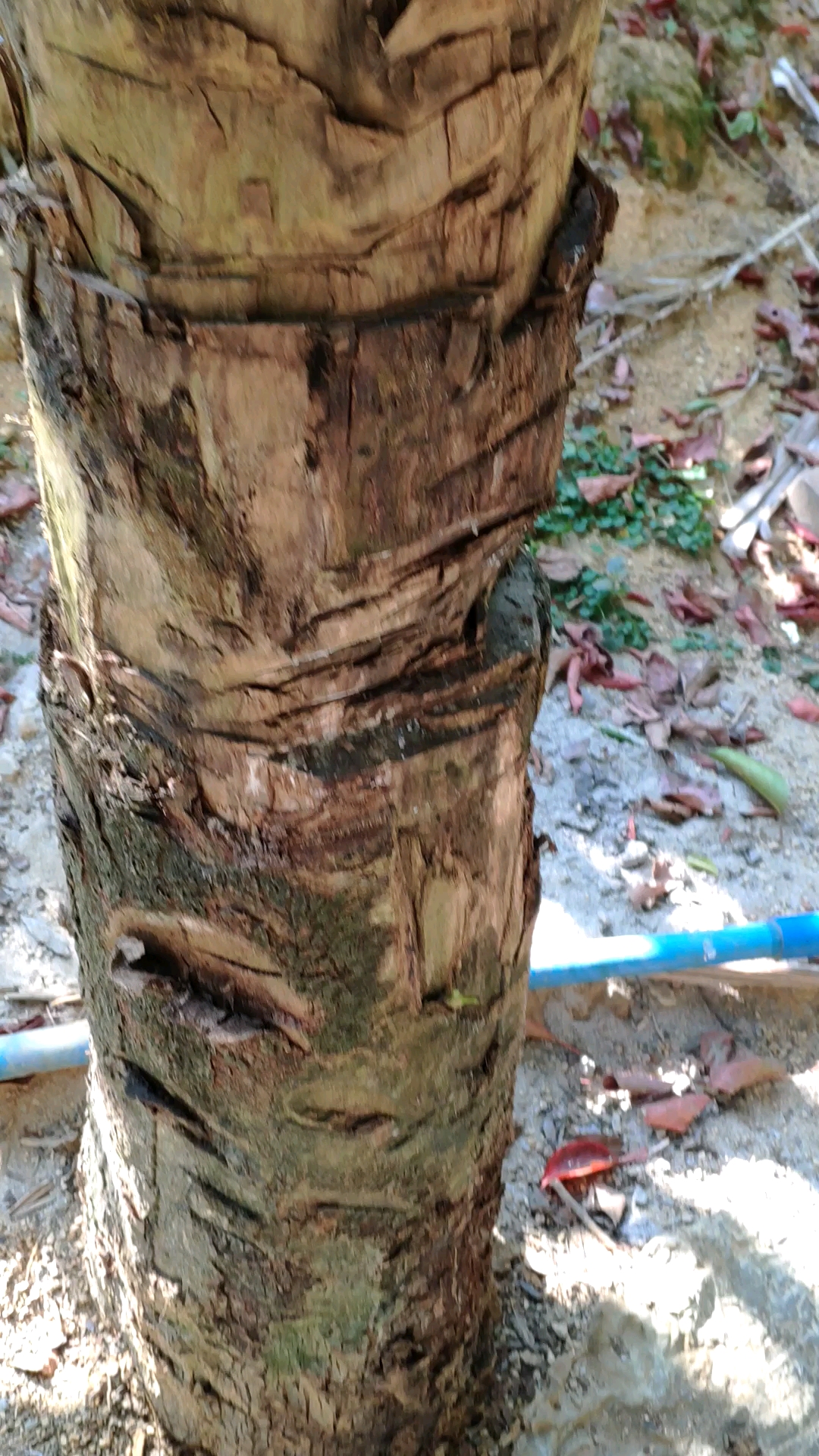 谁说的,树不要皮必死无疑?