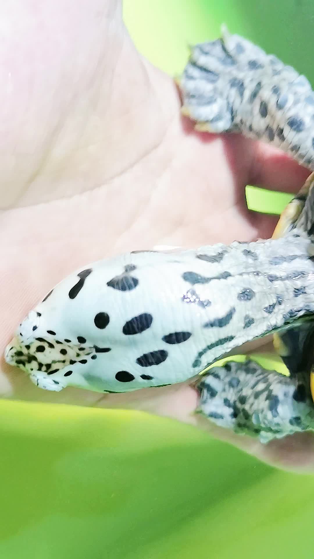 宠物千千万,萌宠就一款#钻纹龟#永隆钻纹#超级德州钻#超德#宠物龟