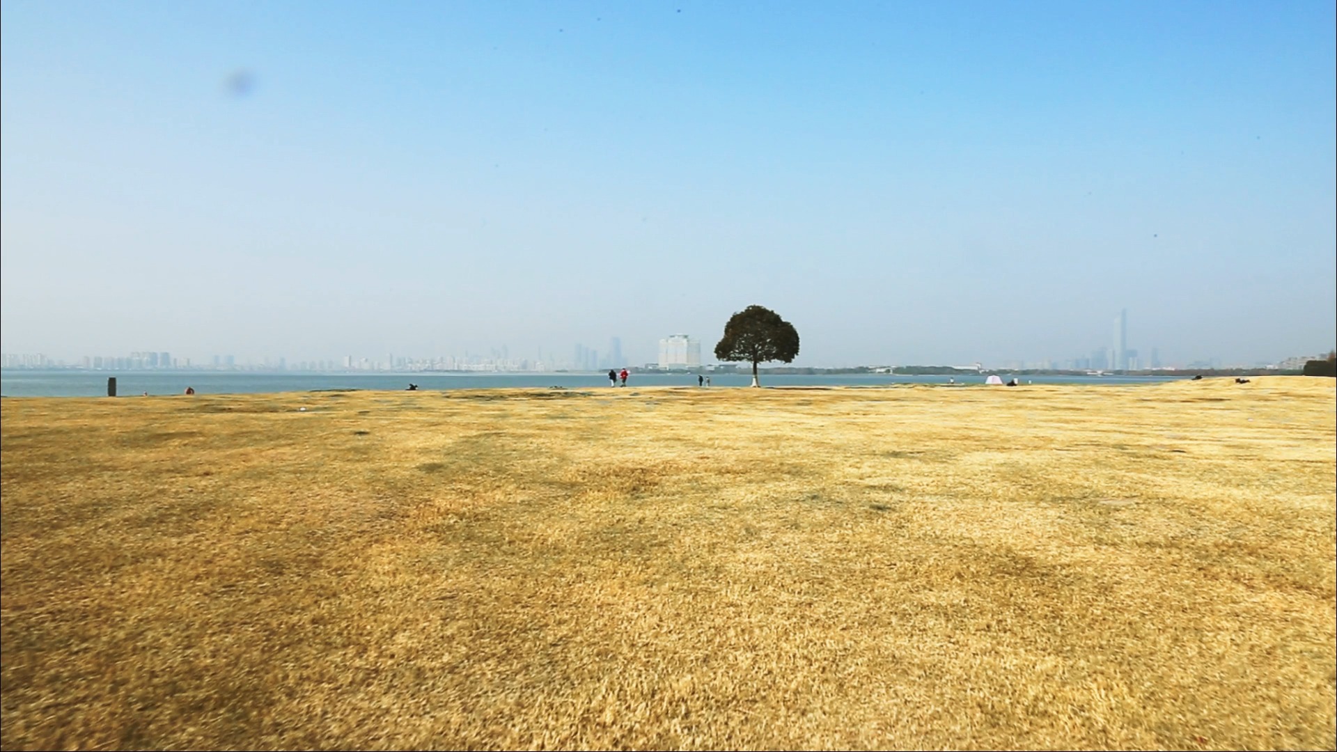 角落jiaoluo@苏州 独墅湖边 一棵树