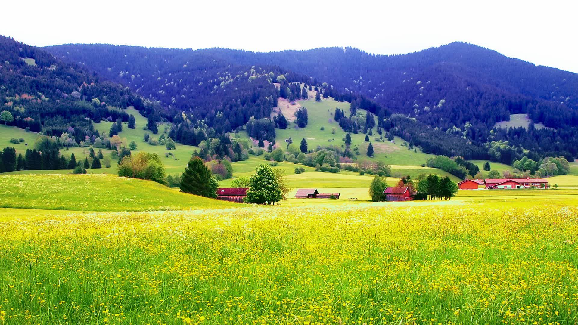 我不是蝗虫,我不是蜈蚣,我只爱贱哥哥,完美的爱情.