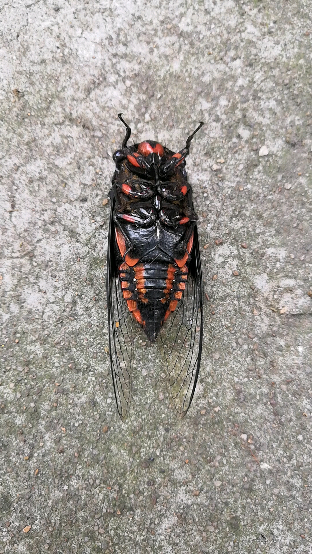 小暑#地上掉了个黑公蝉