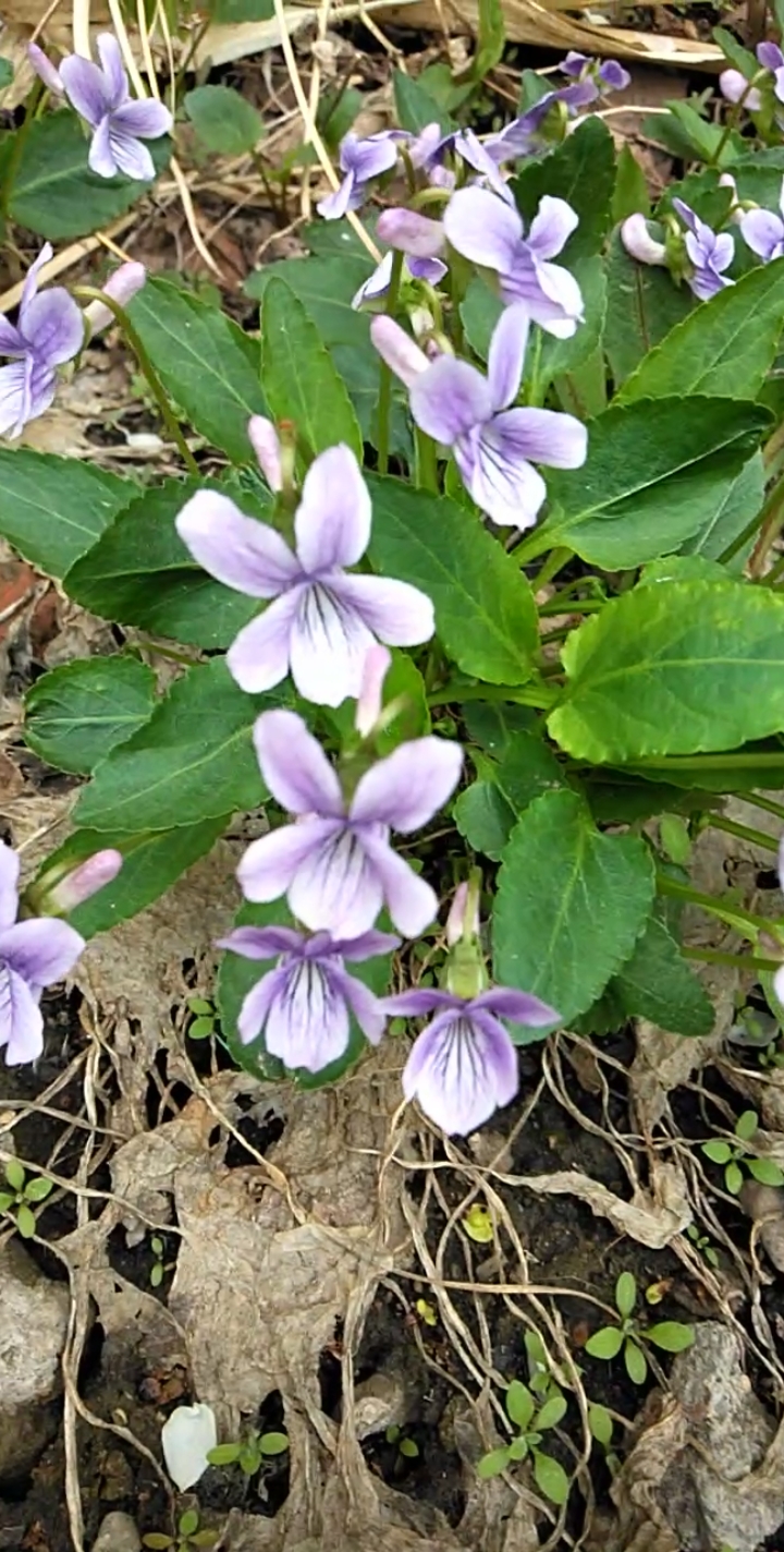 最美的花朵#野茄子花,好美呀
