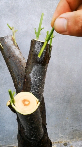 嫁接的几种方法