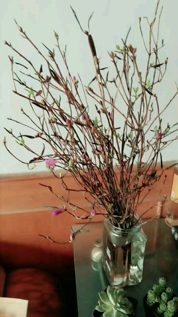 干树枝,中午开花了