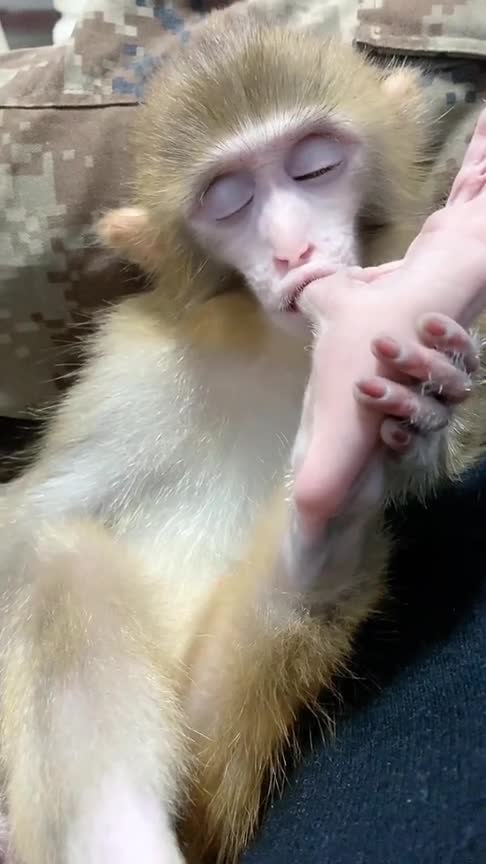 带着小猴子晒会太阳,没想到它吃着脚丫子都快睡着了!