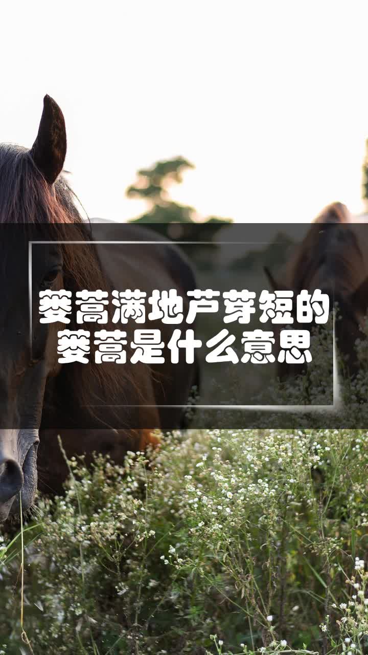 蒌蒿满地芦芽短的蒌蒿是什么意思