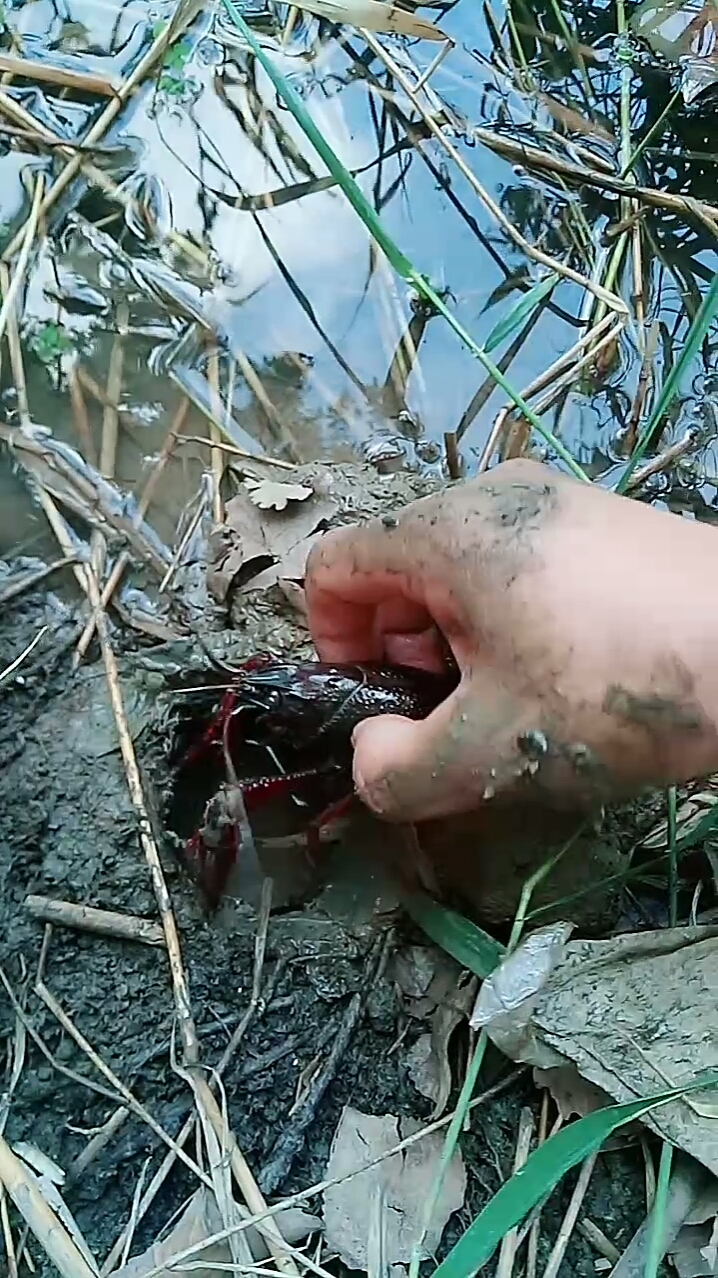徒手摸龙虾,河边很多