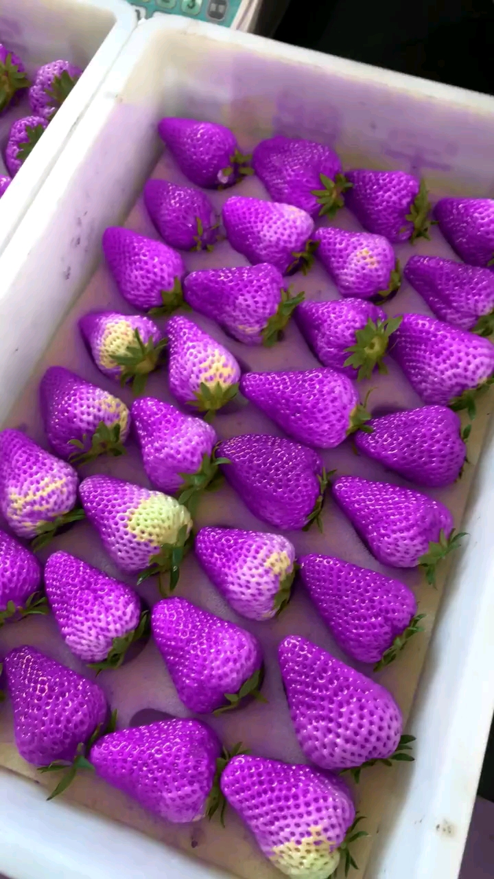 紫色的草莓能吃吗