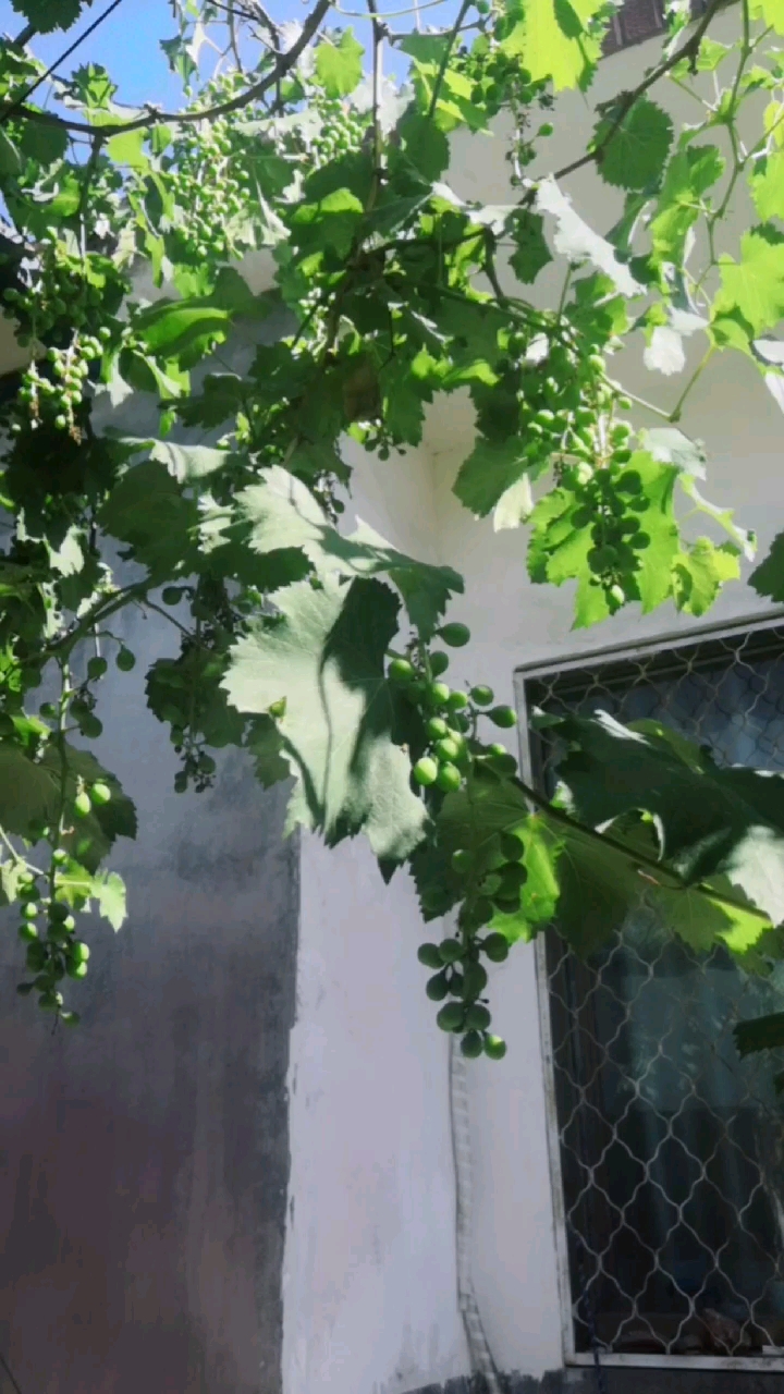 葡萄树下好乘凉