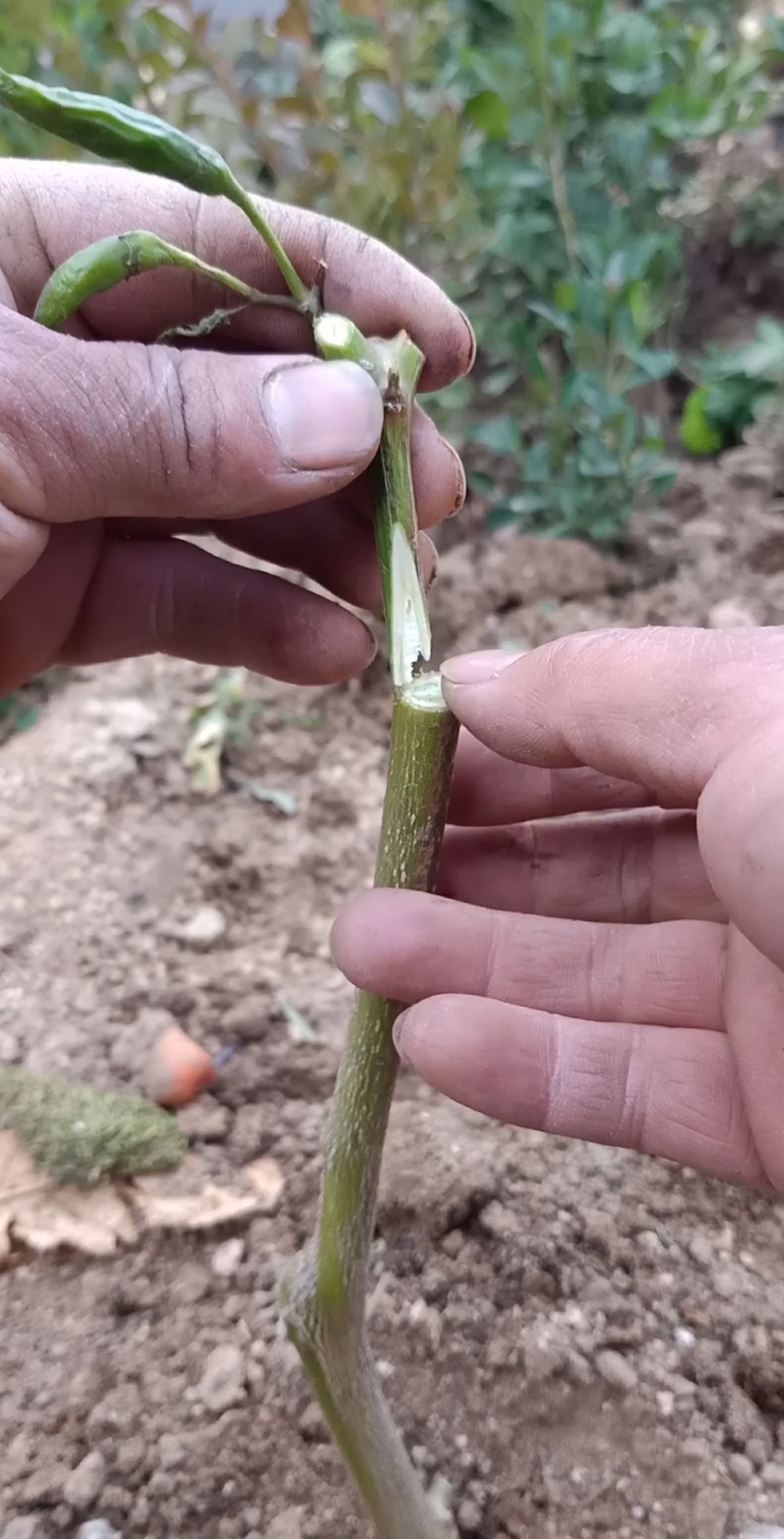 這是嫁接高手#嫁接多年生辣椒技術,科學管理一顆能結上千