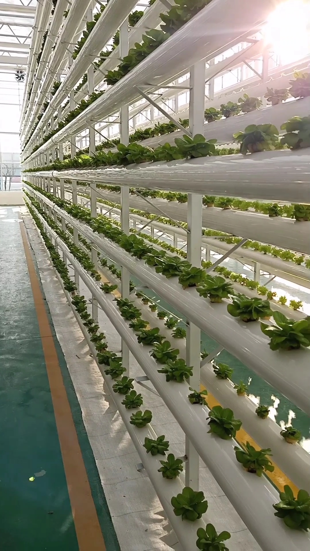 最潮劳动者#高科技无土蔬菜栽培技术,值得学习