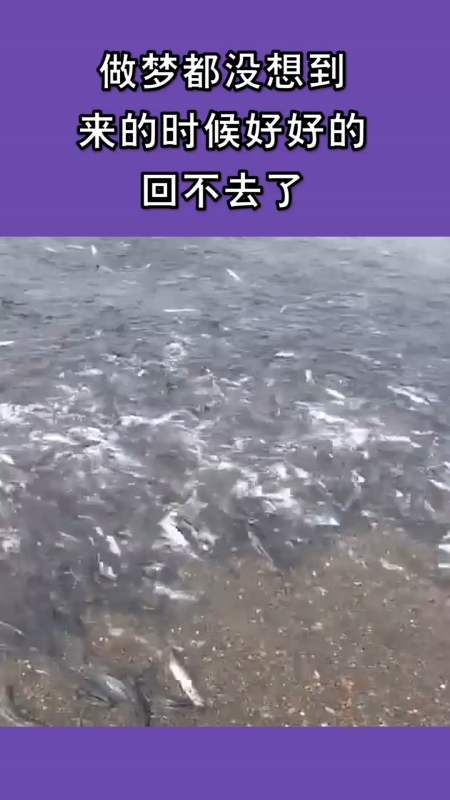 我要上热门#做梦都没想到,来的时候好好的,回不去了