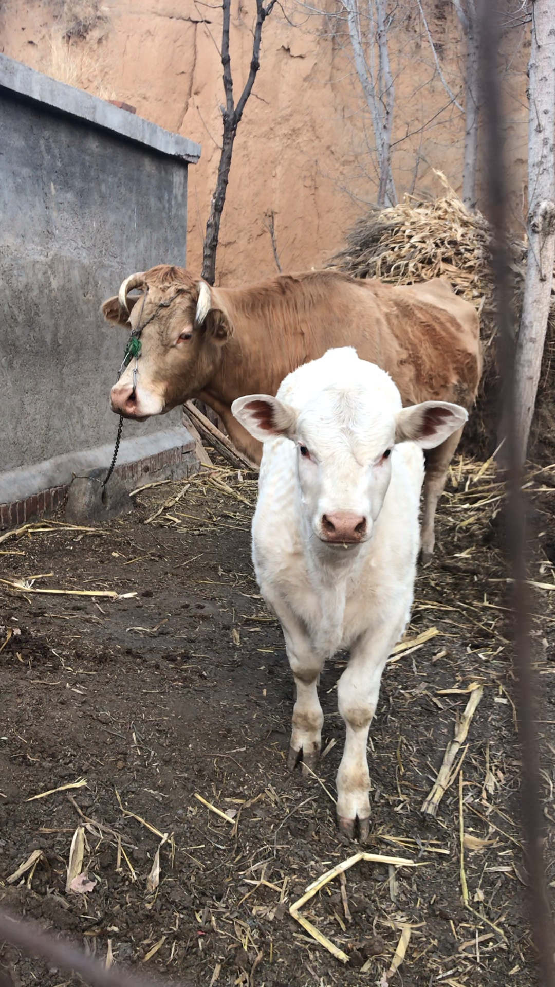 大黄牛刚生下不久的小牛犊