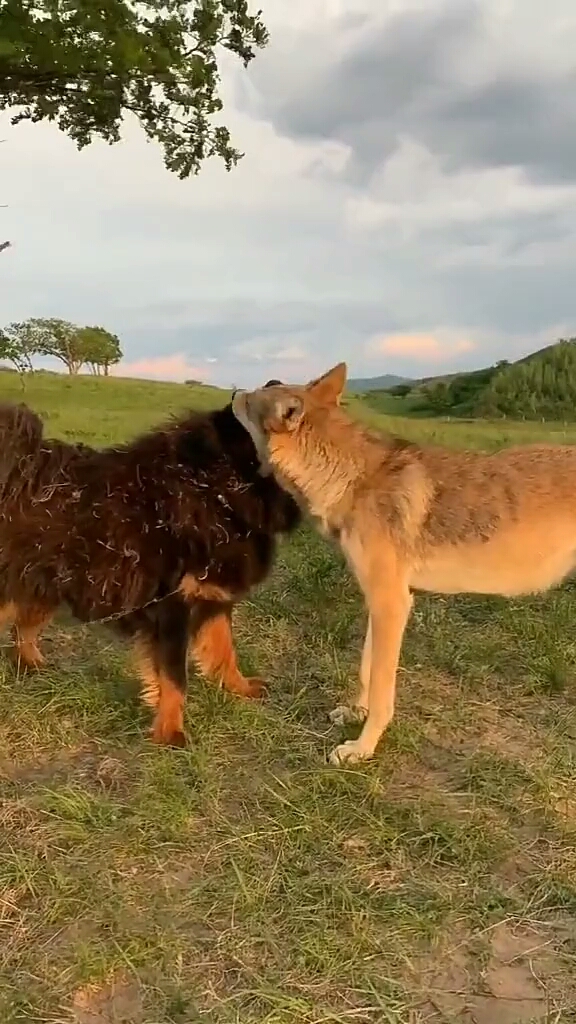 藏獒与狼狗之战,谁是最后的赢家