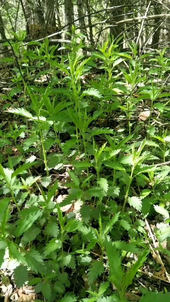 席麻野菜的高清图片图片