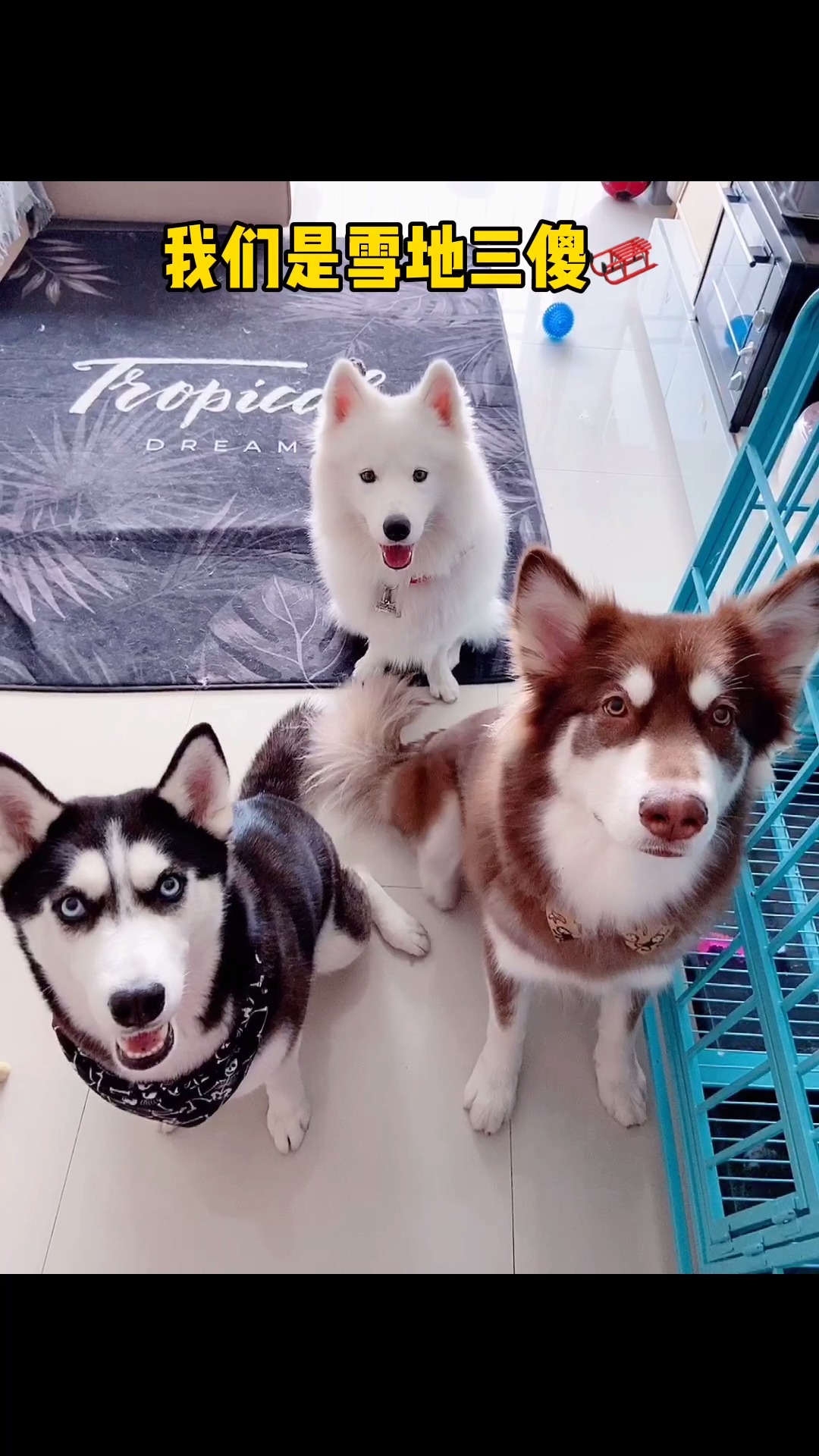 我家萌宠成精了#唱一首二哈之歌,召唤雪橇三傻