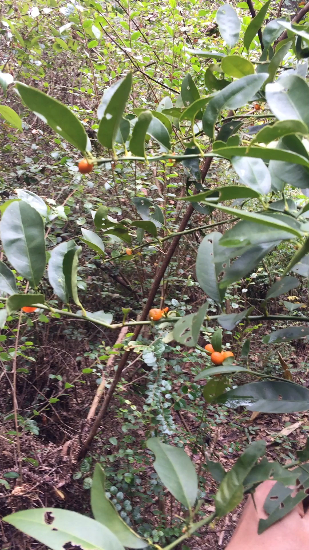 金豆果子可用泡茶,泡酒,清热,治咳嗽