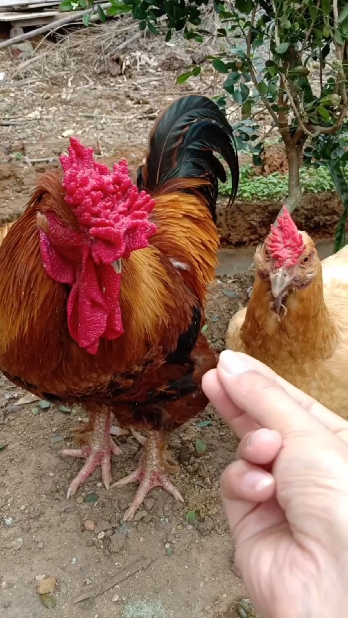 我家萌宠成精了#这进口杂交鸡太逗了