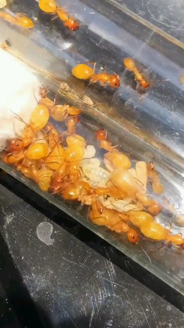 全黄土耳其弓背蚁国产蚁颜值巅峰
