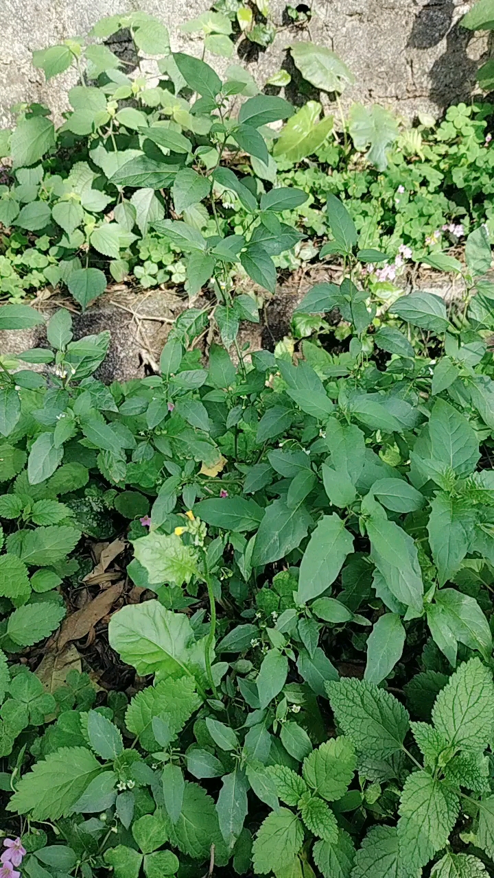 野生白花菜有毒吗图片