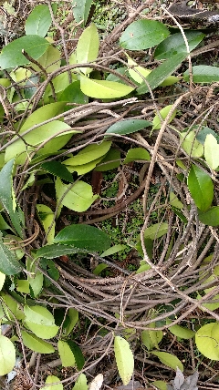 野生药材#大血藤红藤