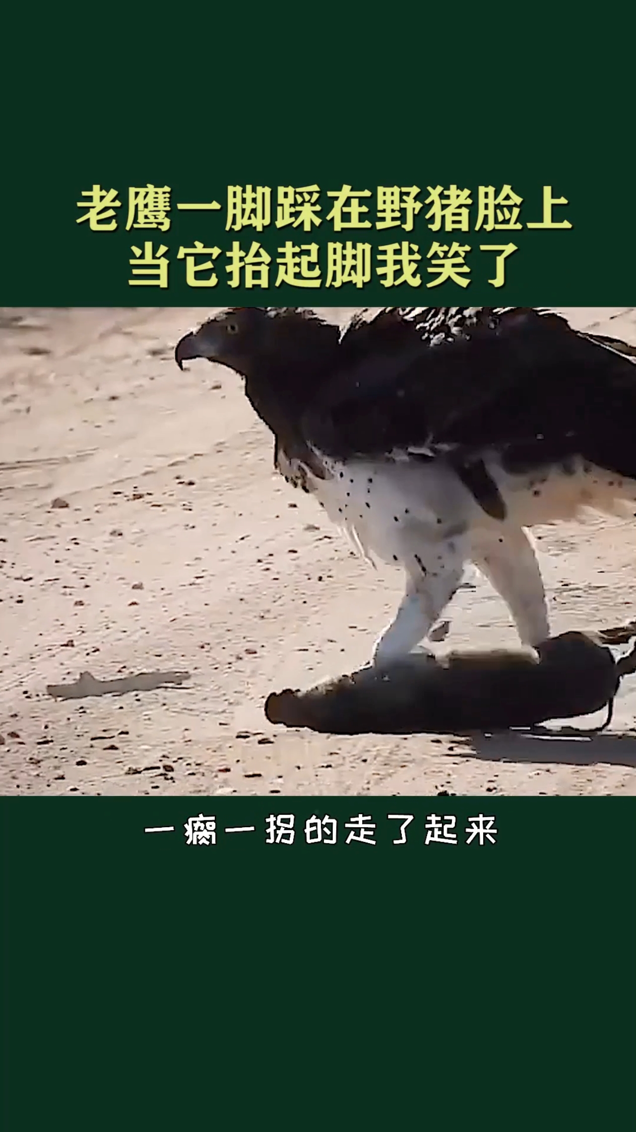 老鹰一脚踩在野猪脸上当它抬起脚的时候我笑出声了