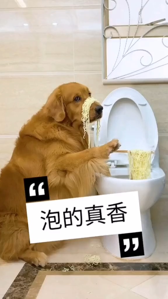 我家萌宠成精了#马桶里的泡面