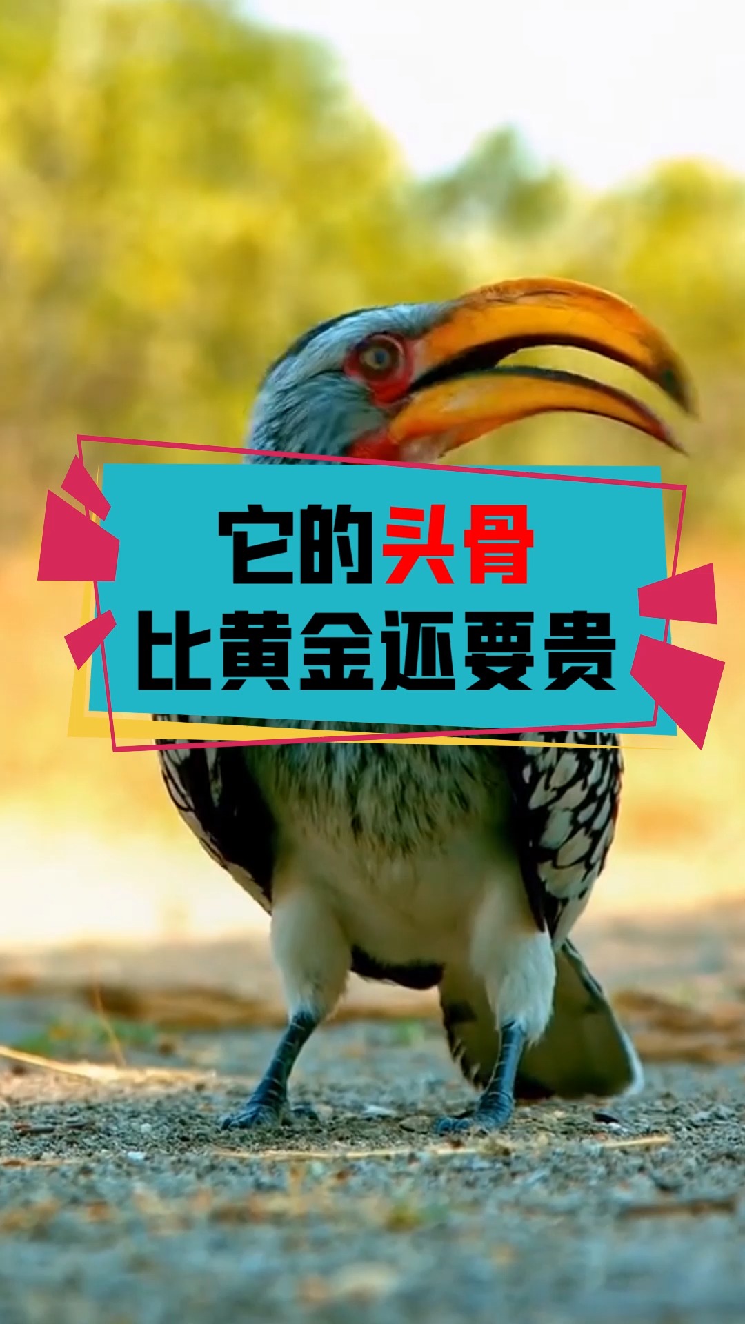 奇闻趣事抢先看#它的头骨比黄金还要贵,活着被人取骨,会被活活饿死