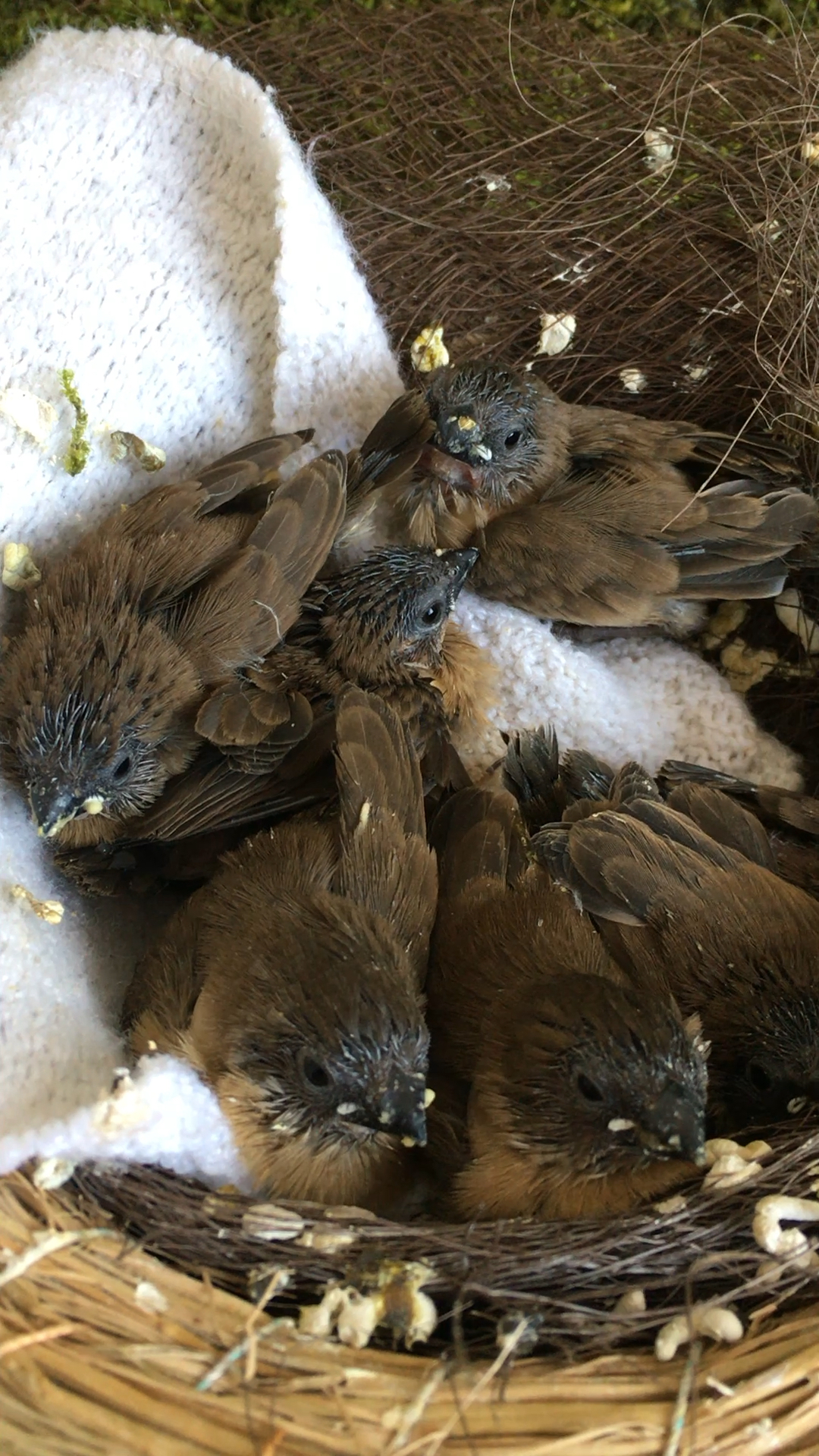 暴风雨天小伙子捡到一窝小麻雀!