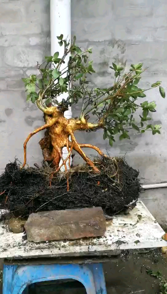 映山红极品提根老桩