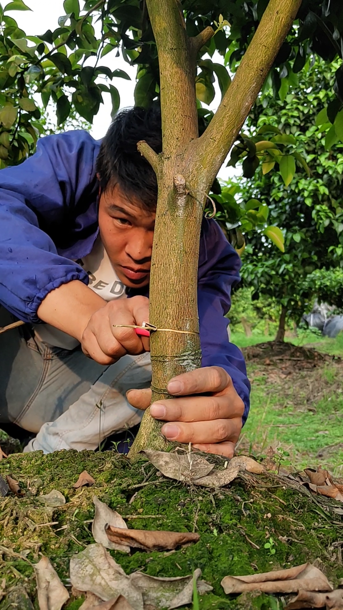 果树环割#你知道吗?果树也需要医生的哦!