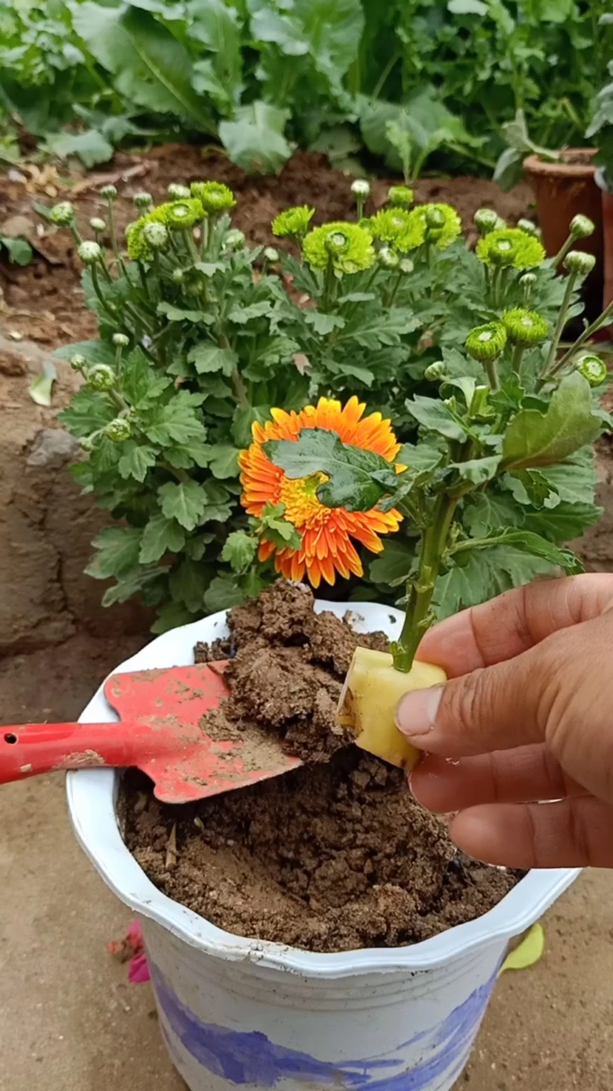 扦插技术#菊花这样扦插成活率最高,你学会了吗?