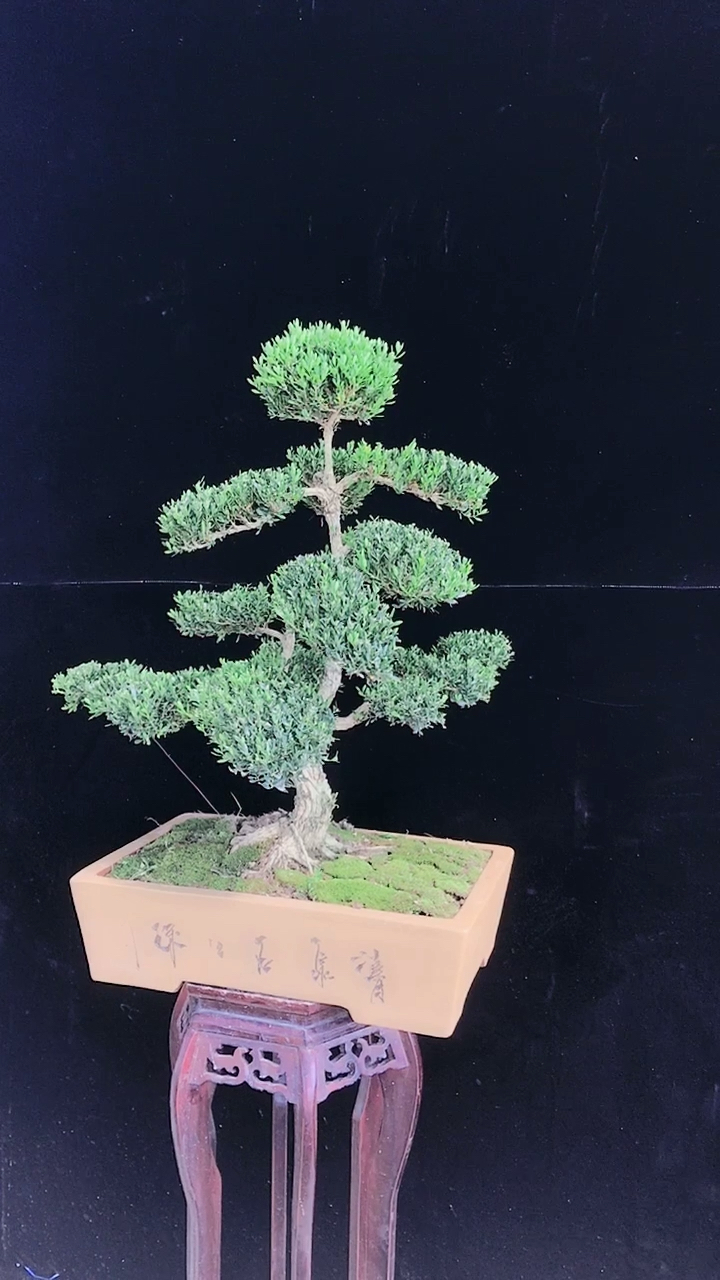 广东雀舌黄杨盆景