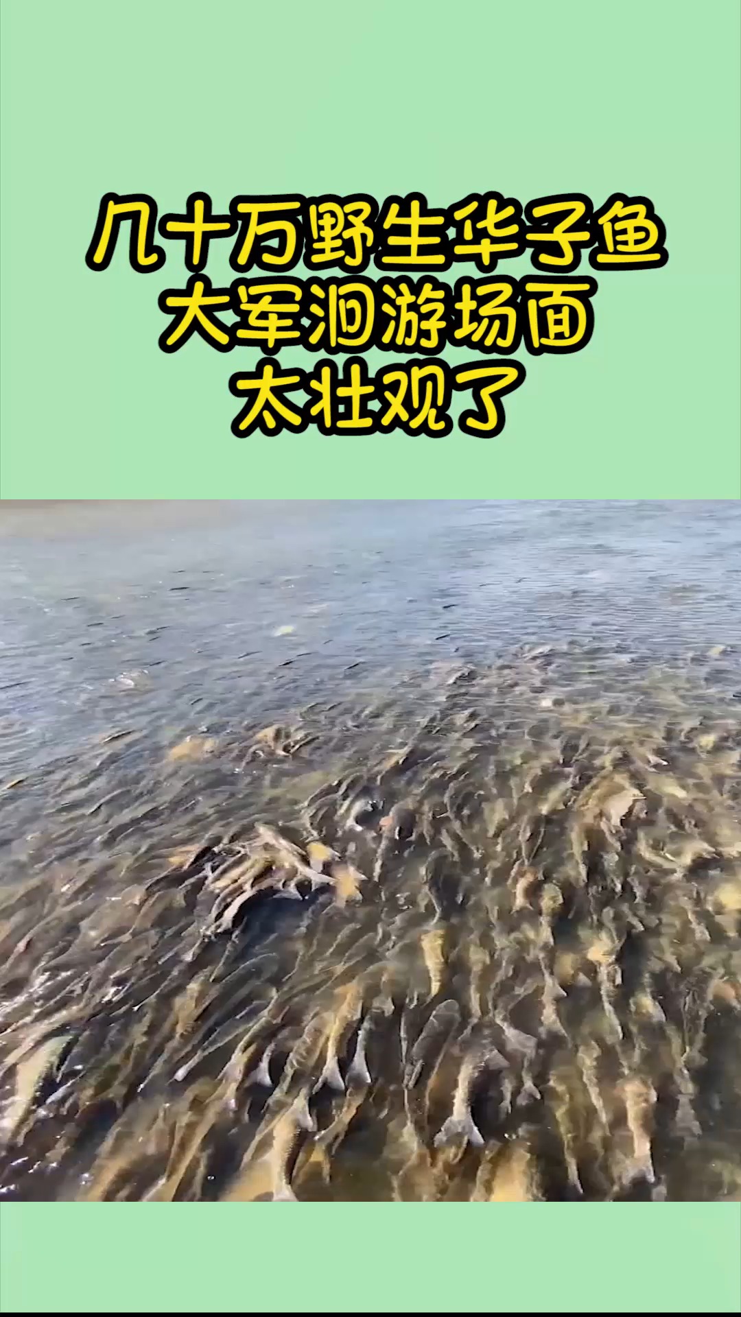 达里湖华子鱼回流图片