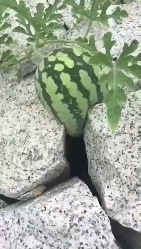 是石头压迫了西瓜,还是西瓜撑开了石头,很强烈的画面感.