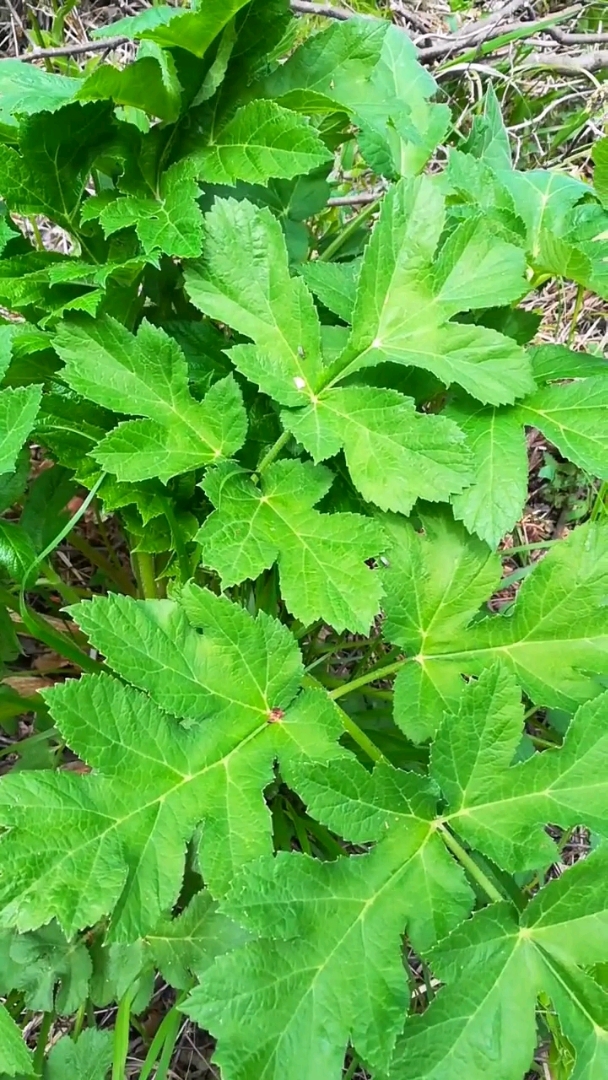 小兴安岭老山芹