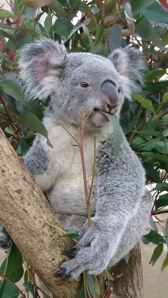 萌萌的考拉最爱吃桉树叶