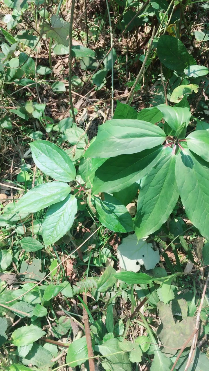 野生重楼(七叶一枝花)