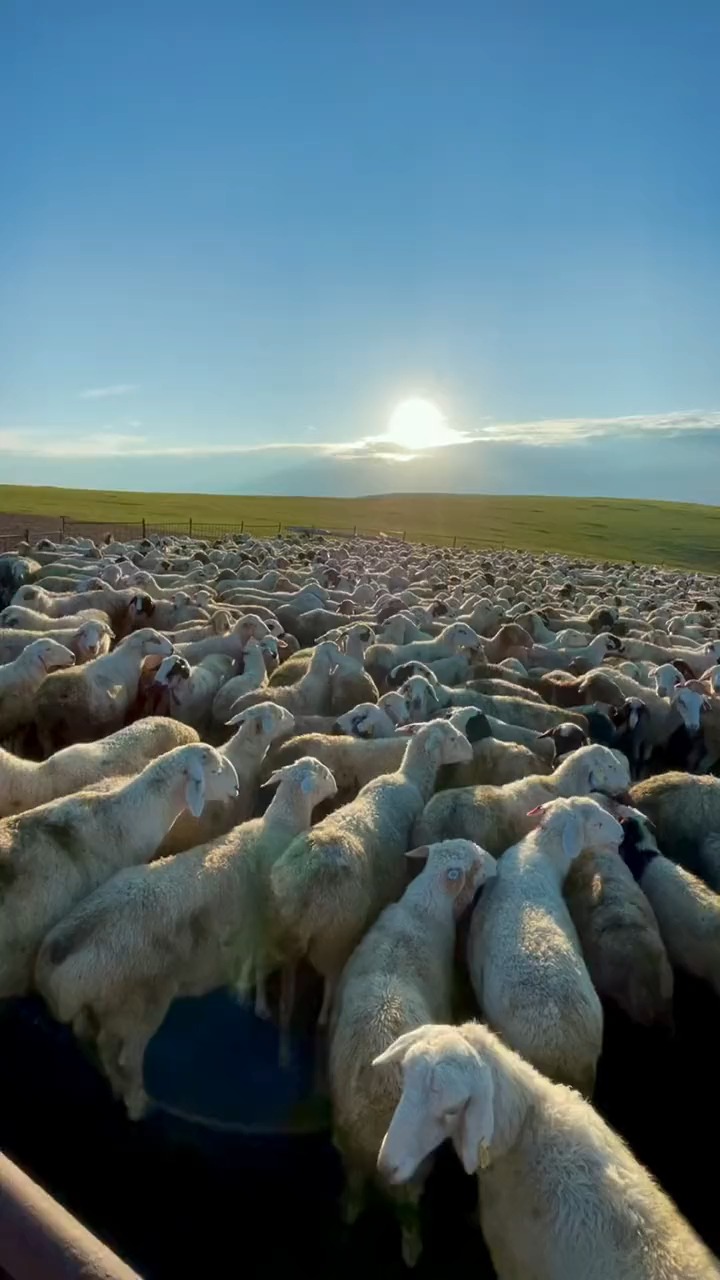 睡不着的宝宝们可以来数羊了,牧羊,草原