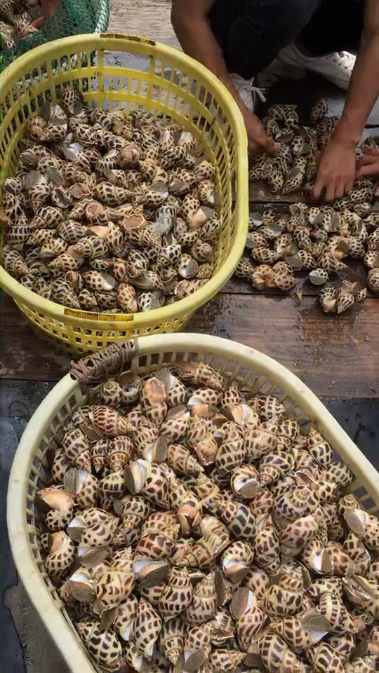 好大的纯天然东风螺