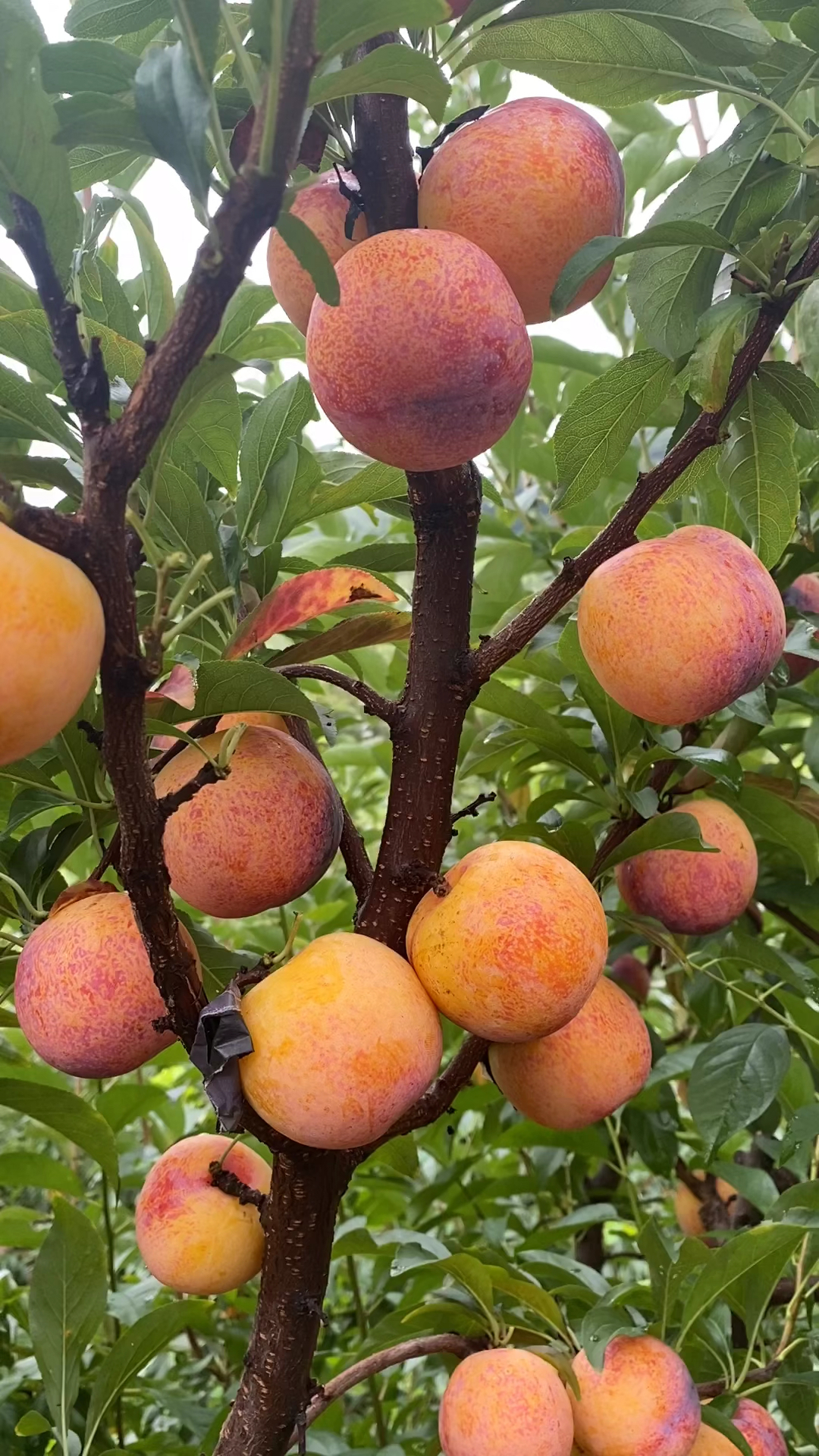 晚熟李子国峰七号