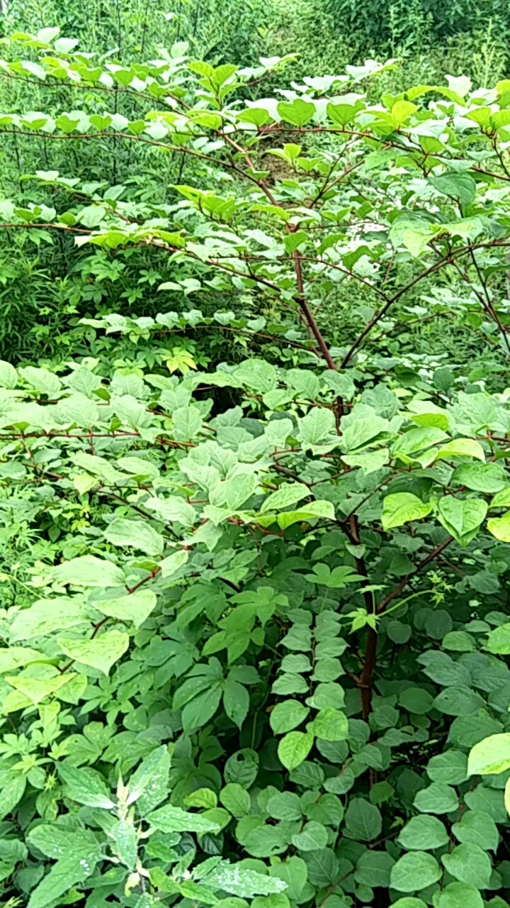 虎杖又名黄芽杆,既能做野菜,也可以做药材