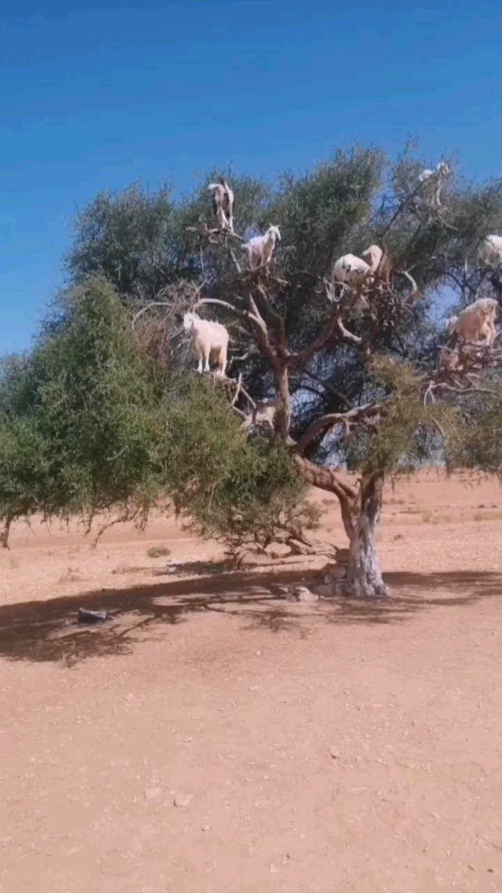 见识一下羊上树