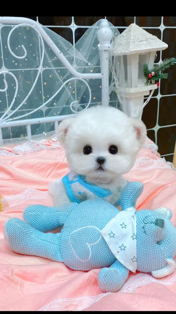 家有萌宠#给你们看一只变装后的飞耳小比熊#飞耳比熊 #萌宠推荐官