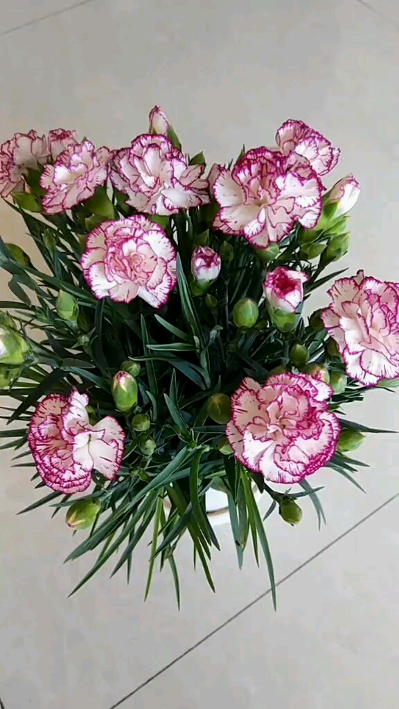 康乃馨的花语——有条纹和斑纹的康乃馨则代表了拒绝,对不起的意思