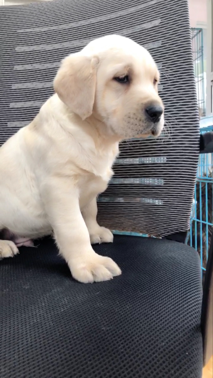 性格稳重的小七,拉布拉多犬,头版骨架都很完美,喜欢的不要错过!