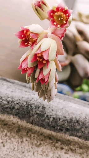 晒晒我家的春天#桃蛋开花