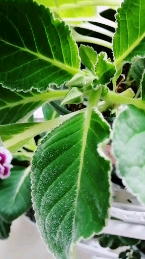 热爱全民热爱官方我要上热门#芙蓉花叶子也很美