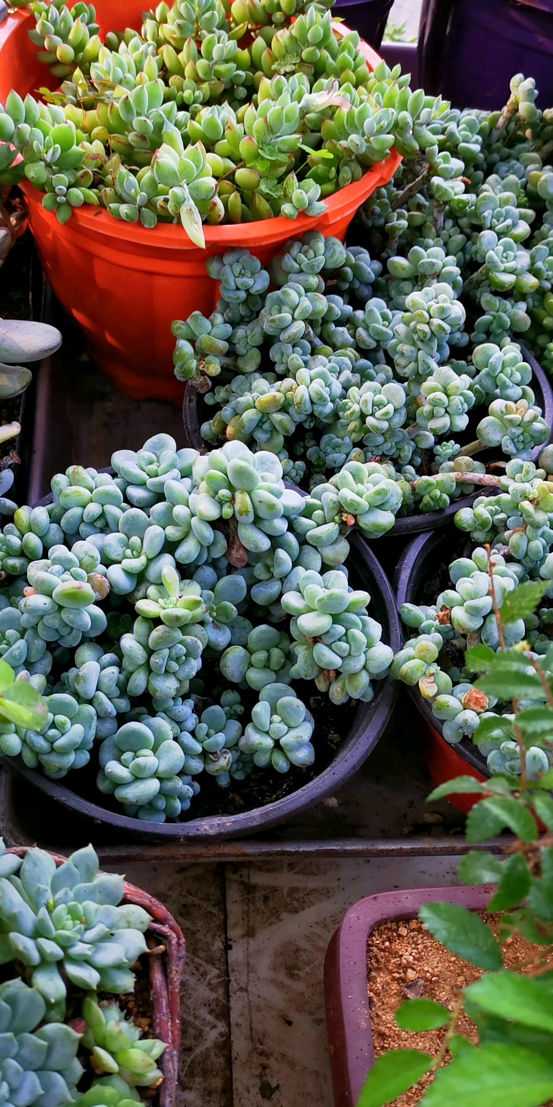 这些肉肉花花们,太美了,爱你们